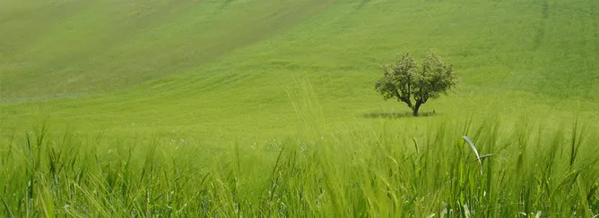 Immagine per Azienda agricola in vendita a Petritoli via Periferia