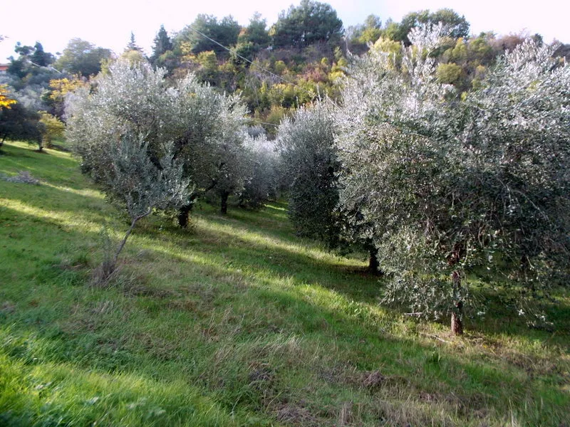 Immagine per Uliveto in vendita a Ascoli Piceno via Località Monticelli Alto