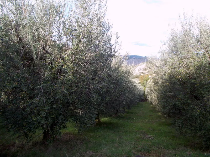 Immagine per Uliveto in vendita a Ascoli Piceno via Località Monticelli Alto