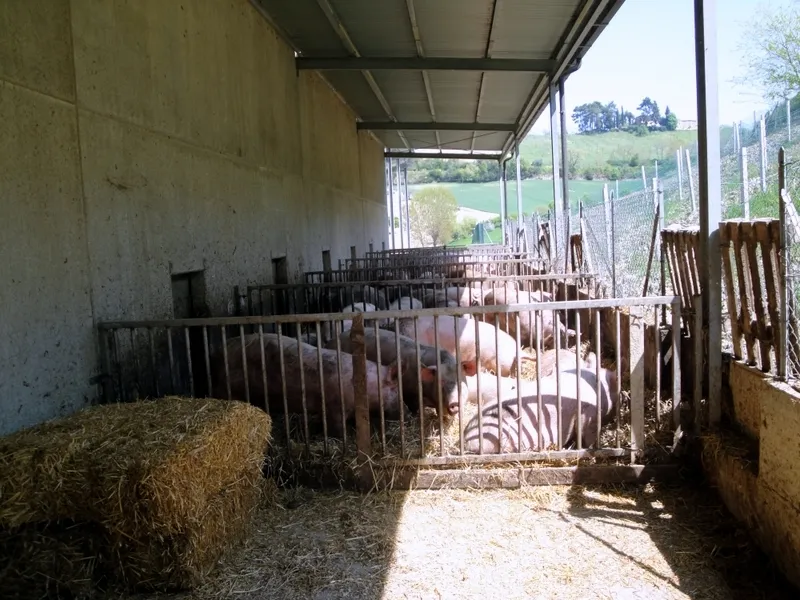 Immagine per Azienda agricola in vendita a Petritoli via Periferia