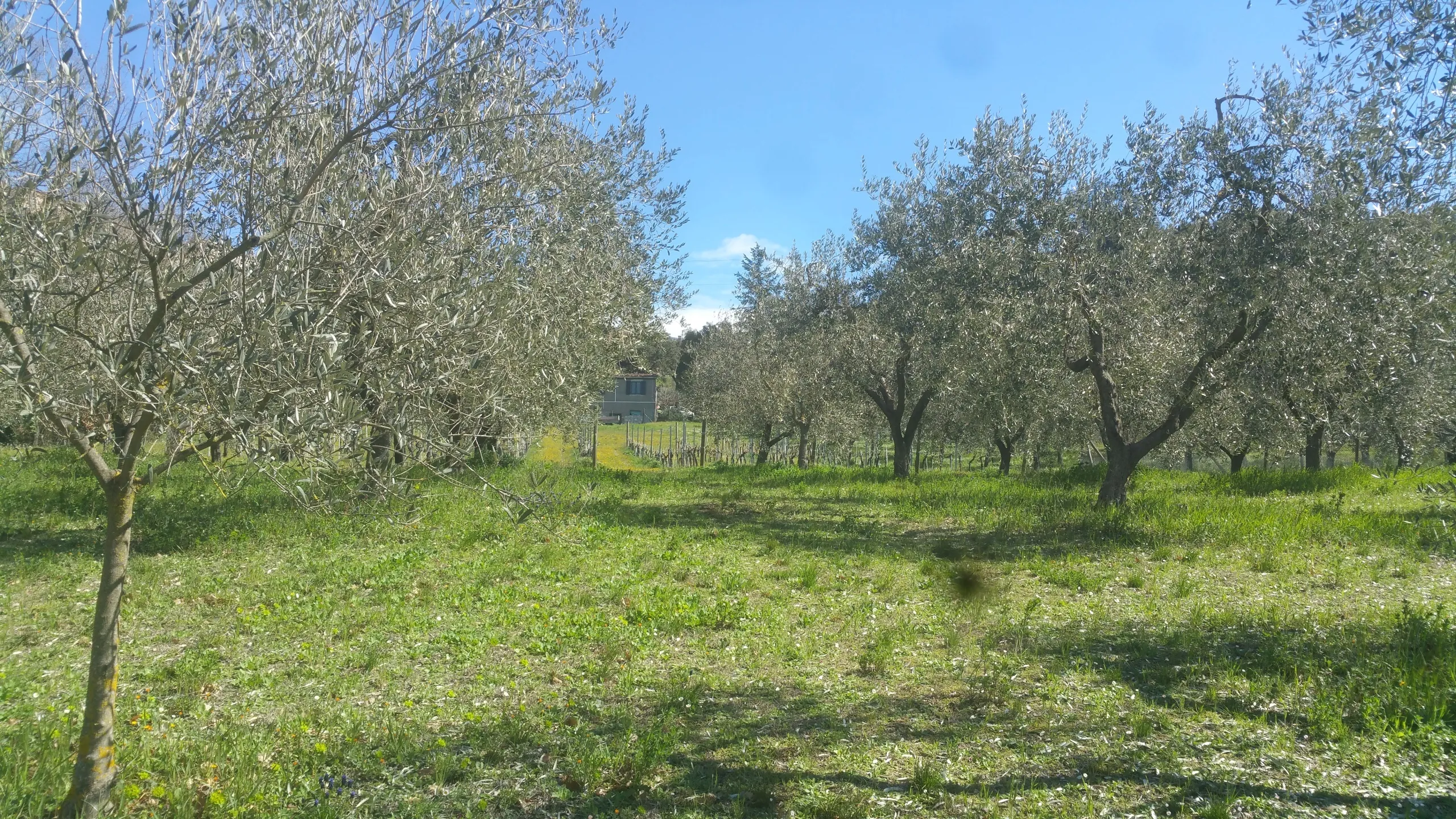 Immagine per Terreno Agricolo in vendita a Lugnano in Teverina via San Francesco
