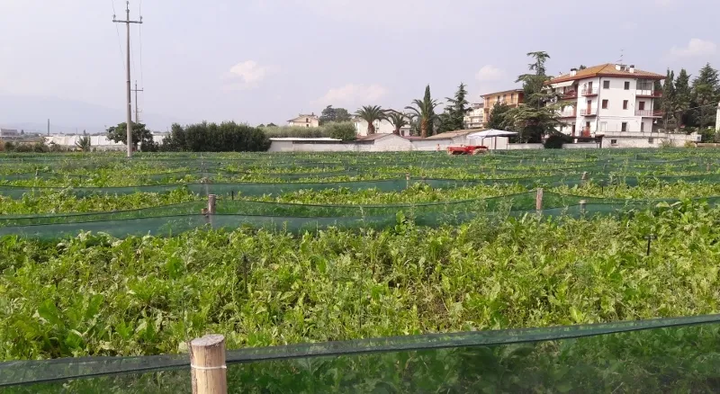 Immagine per Azienda agricola in vendita a Monteprandone strada Statale 4