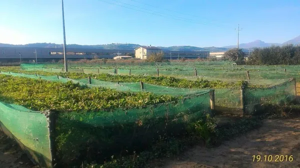 Immagine per Azienda agricola in vendita a Monteprandone strada Statale 4