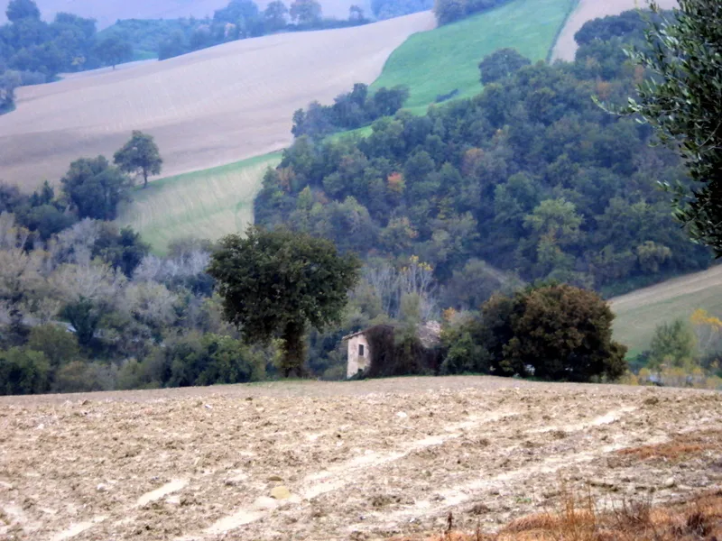 Immagine per Terreno agricolo in vendita a Mondavio via Contrada Cavallara