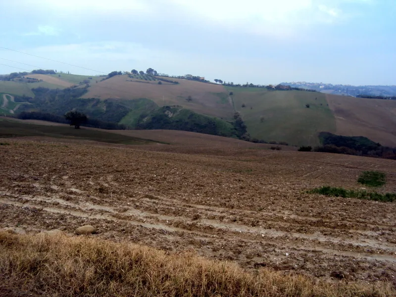 Immagine per Terreno agricolo in vendita a Mondavio via Contrada Cavallara