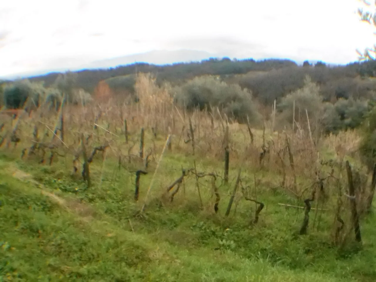 Immagine per Rustico in vendita a Lucca via Bocconi