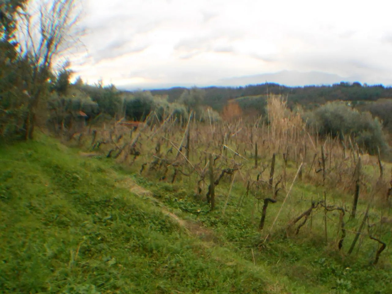 Immagine per Rustico in vendita a Lucca via Bocconi
