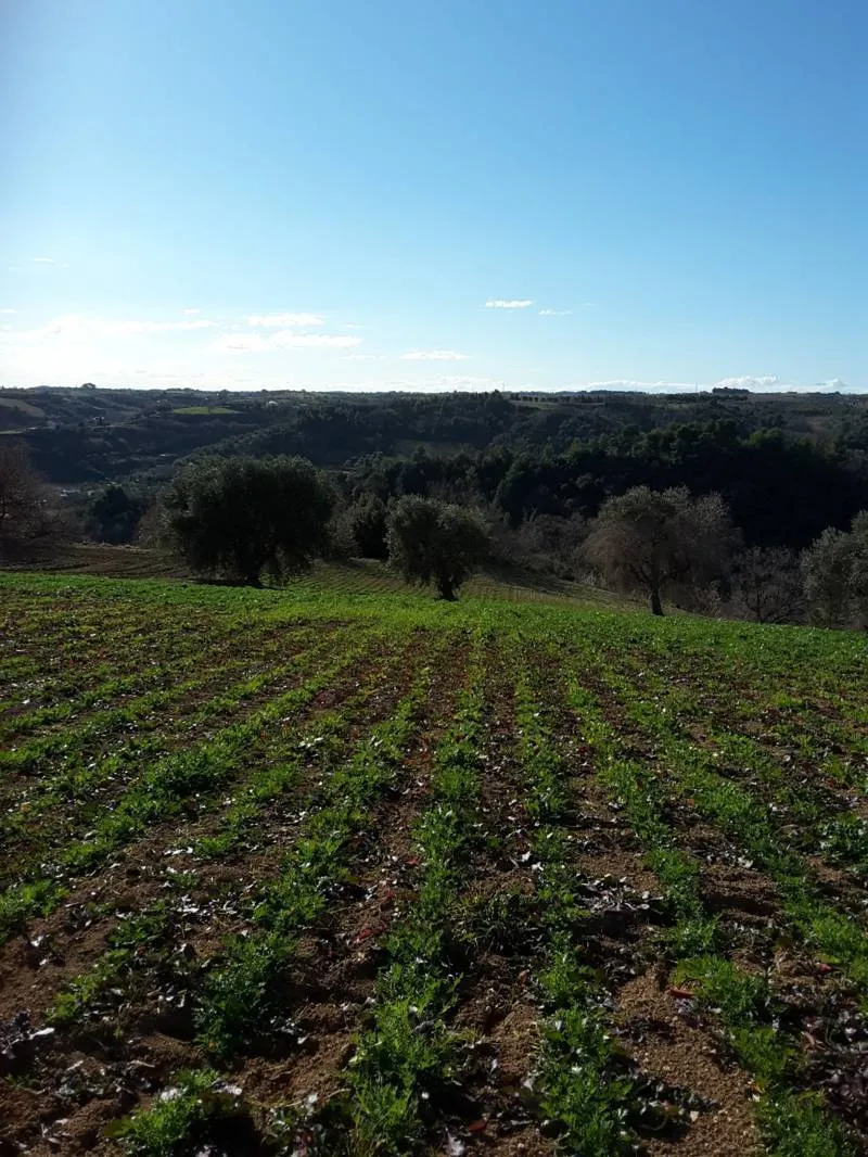 Immagine per Terreno agricolo in vendita a Cupra Marittima via Contrada San Michele