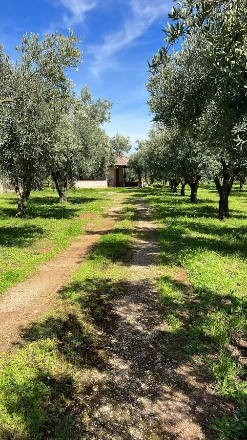 Immagine per Terreno Agricolo in vendita a Lamezia Terme via Raoul Morelli 133