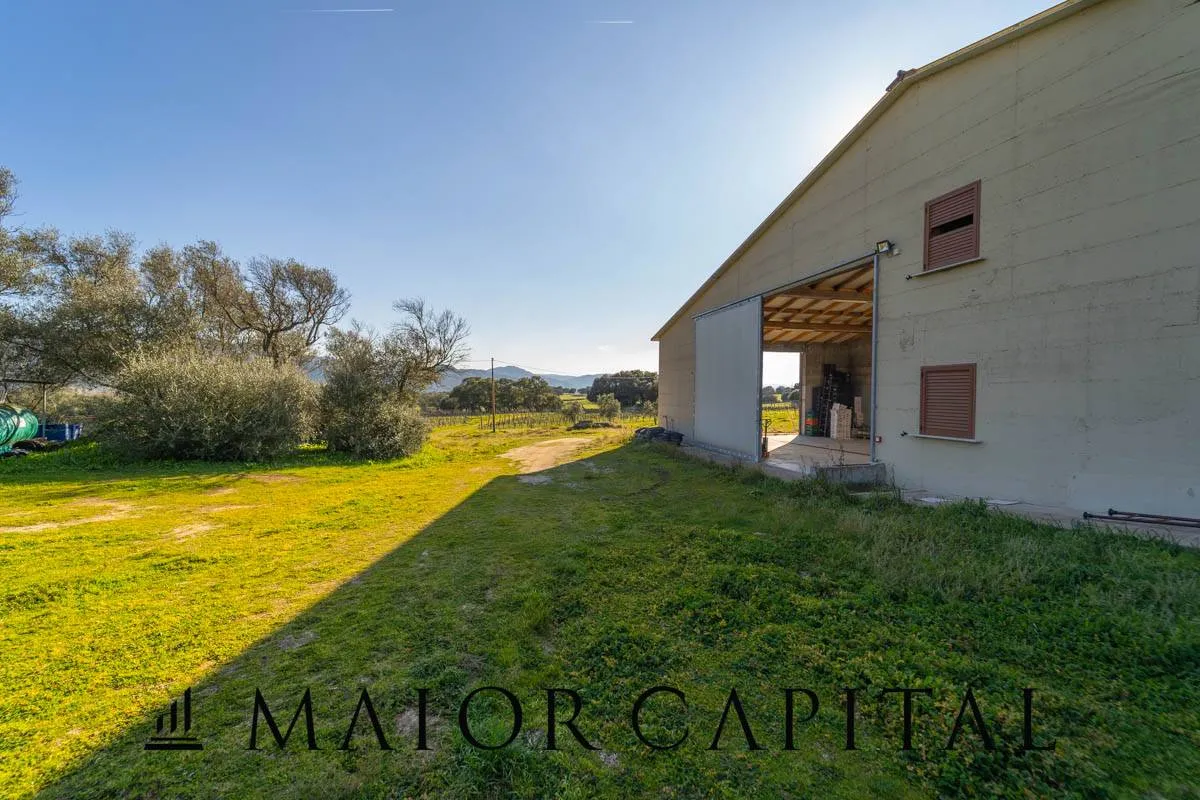 Immagine per Azienda Agricola in vendita a Berchidda Località San Michele