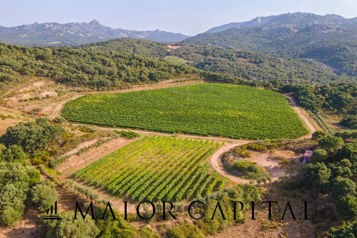 Immagine per Terreno Agricolo in vendita a Sant'Antonio di Gallura Via Sigara