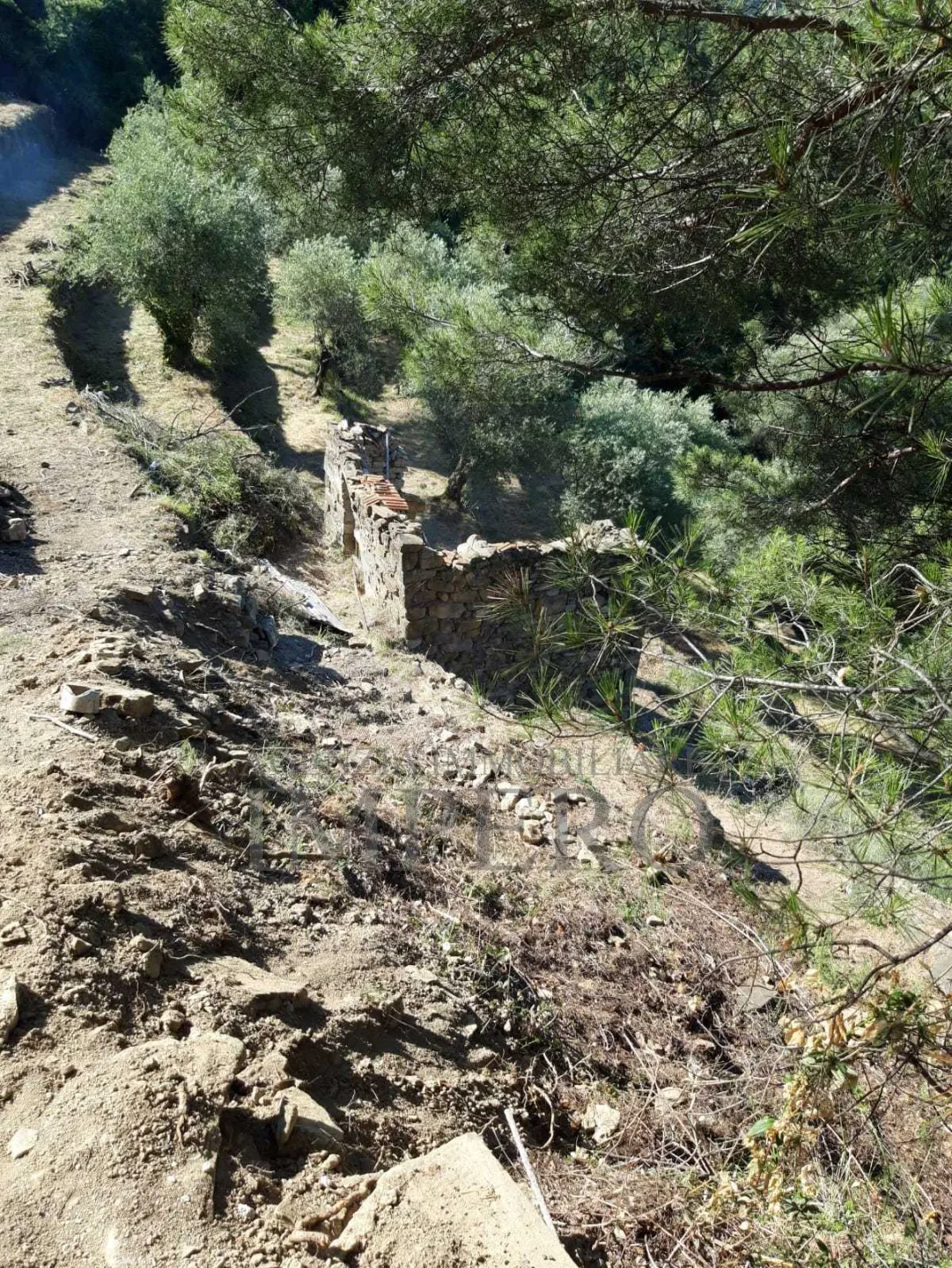 Immagine per Area verde in vendita a Ventimiglia via Frazione Verrandi 1