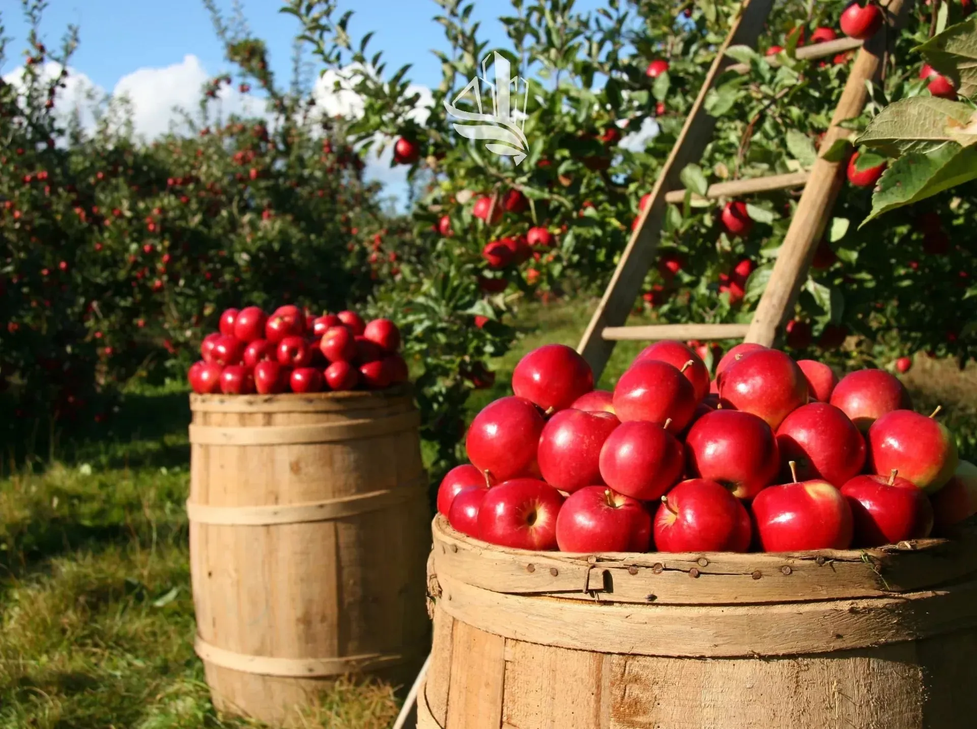 Immagine per Terreno agricolo in vendita a Vadena