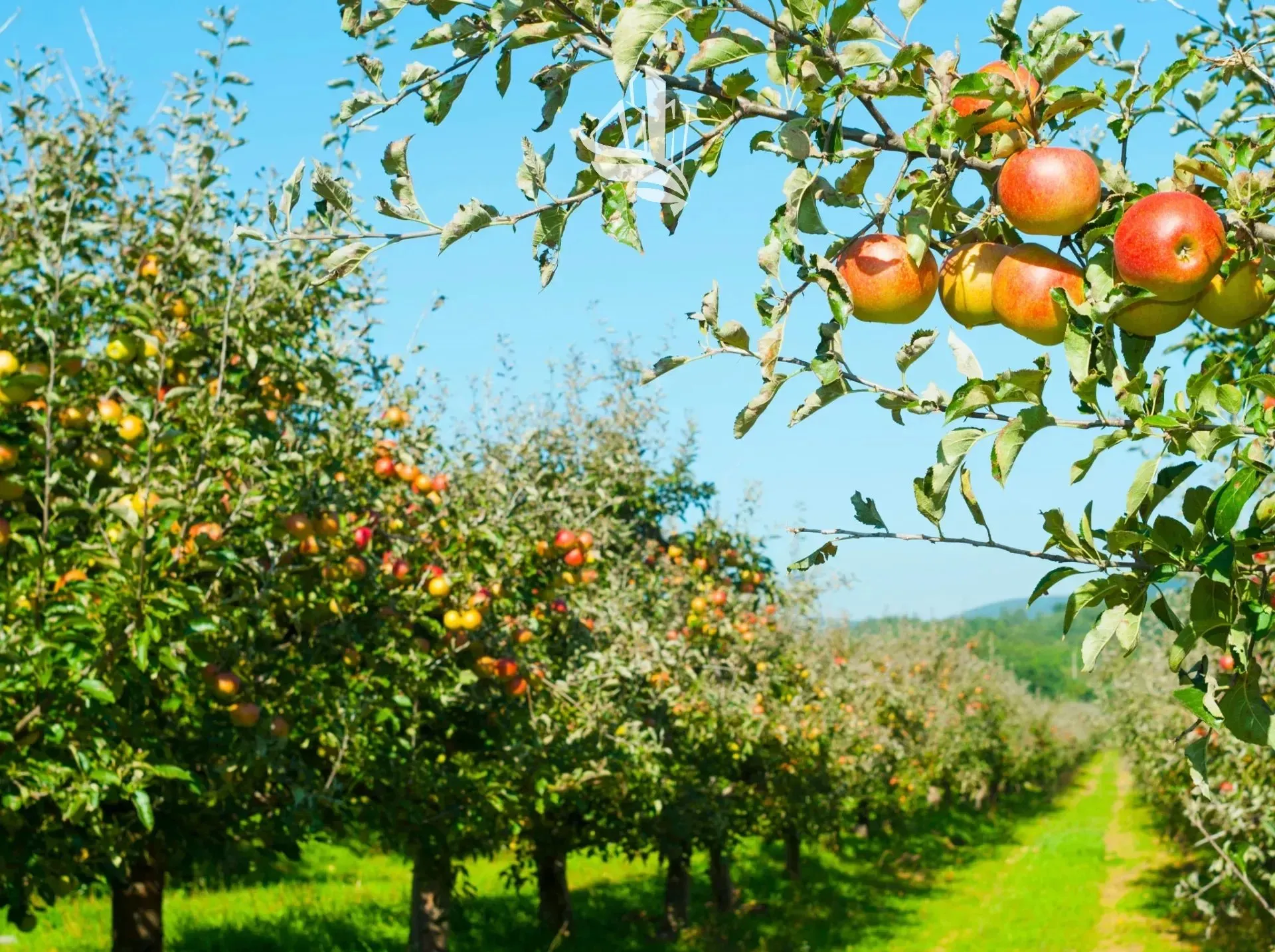 Immagine per Terreno agricolo in vendita a Vadena