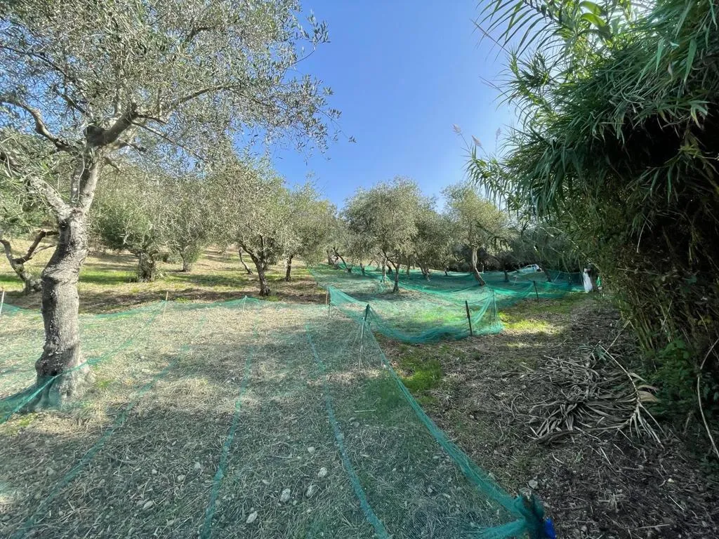 Immagine per Terreno Agricolo in vendita a Maierà via Contrada Arieste