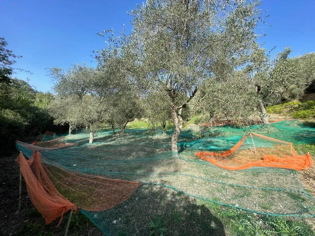 Immagine per Terreno Agricolo in vendita a Maierà via Contrada Arieste