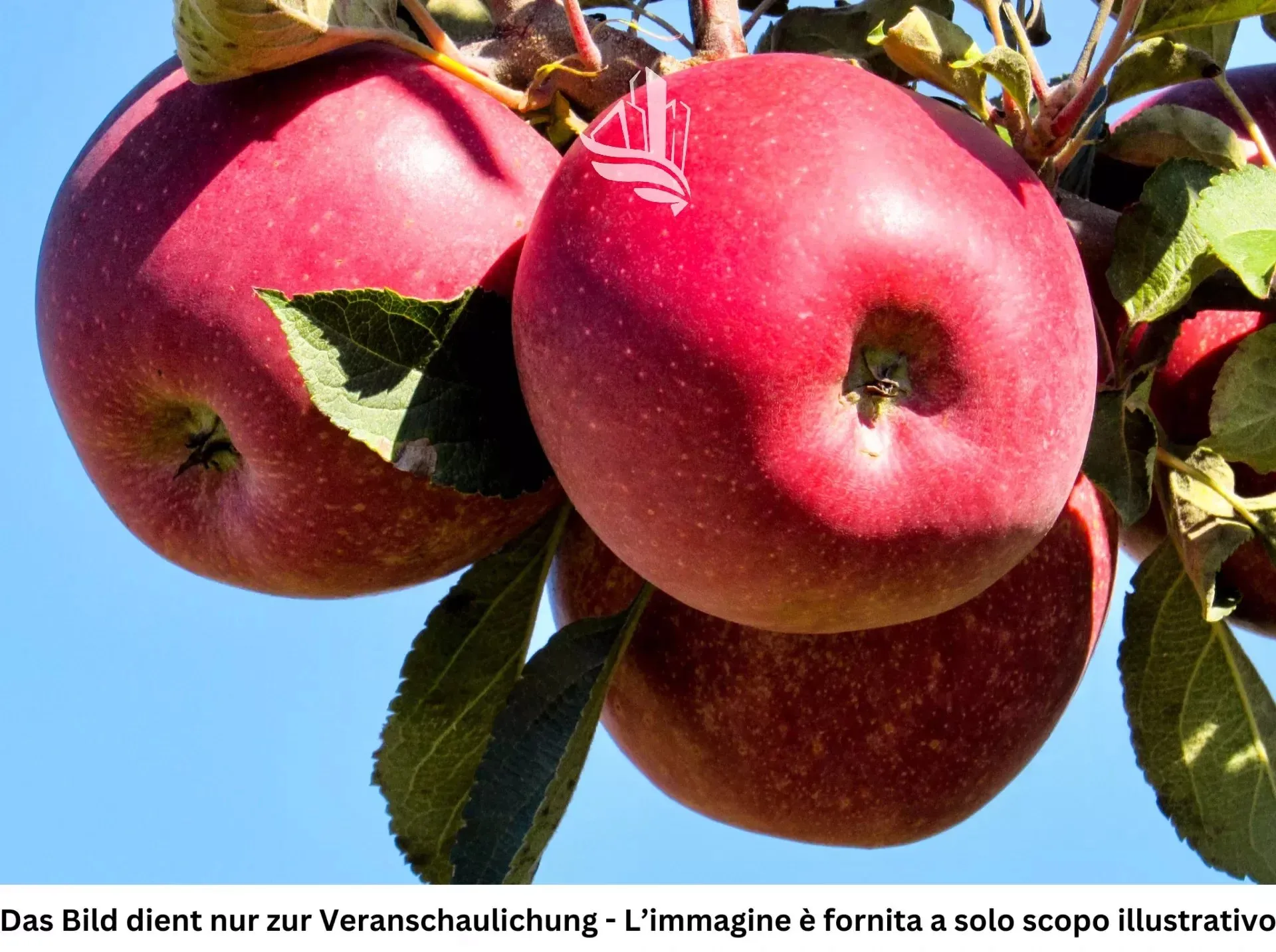 Immagine per Terreno agricolo in vendita a Egna