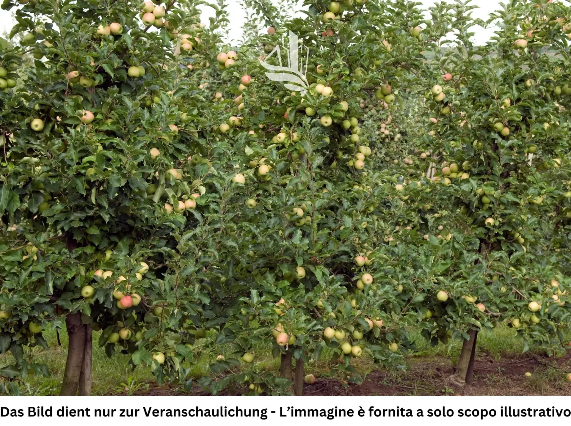 Immagine per Terreno agricolo in vendita a Egna