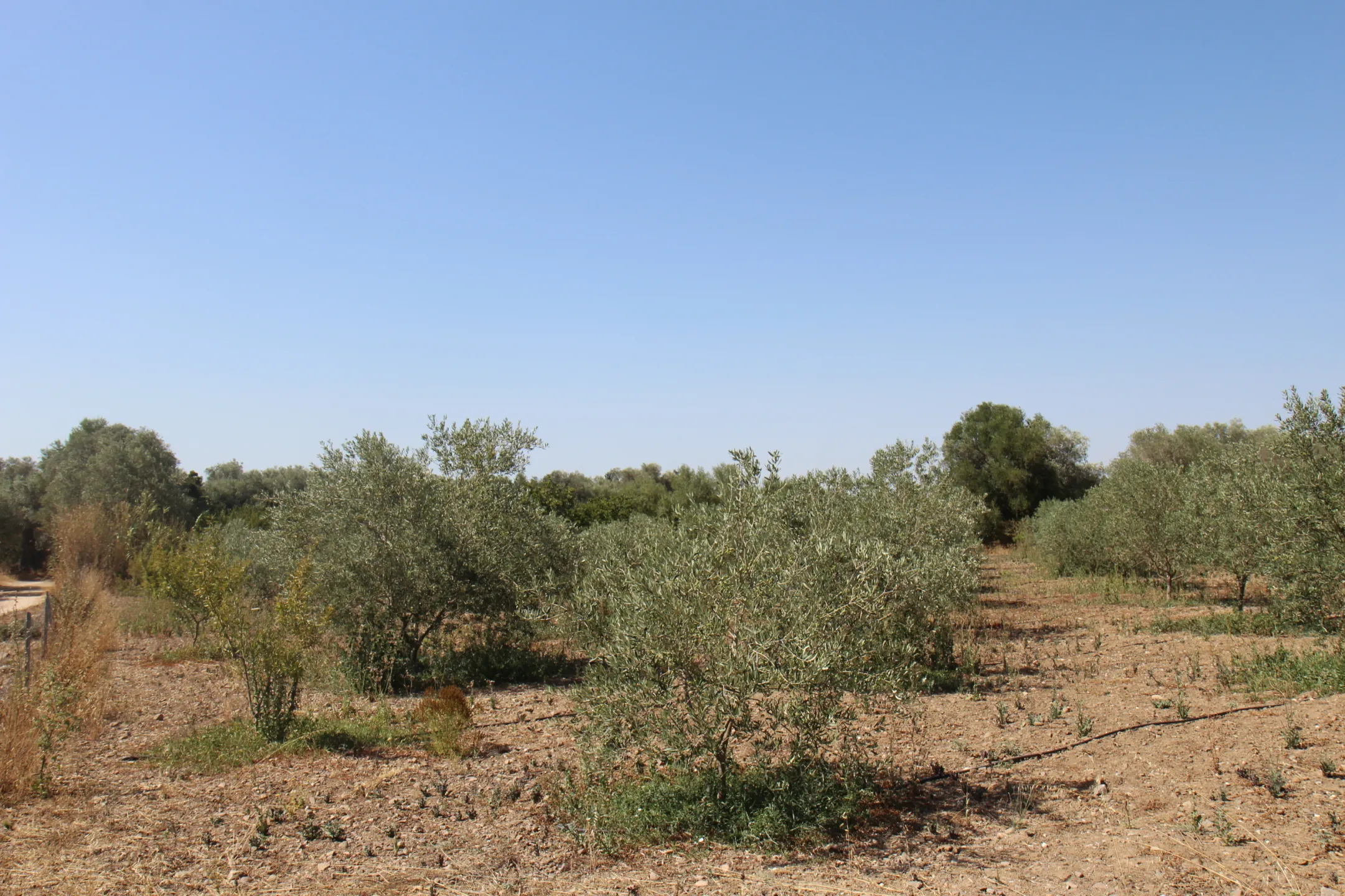 Immagine per Terreno agricolo in vendita a San Sperate via Ss 130dir