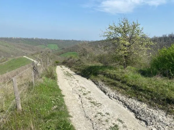Terreno Agricolo via Miano, Medesano