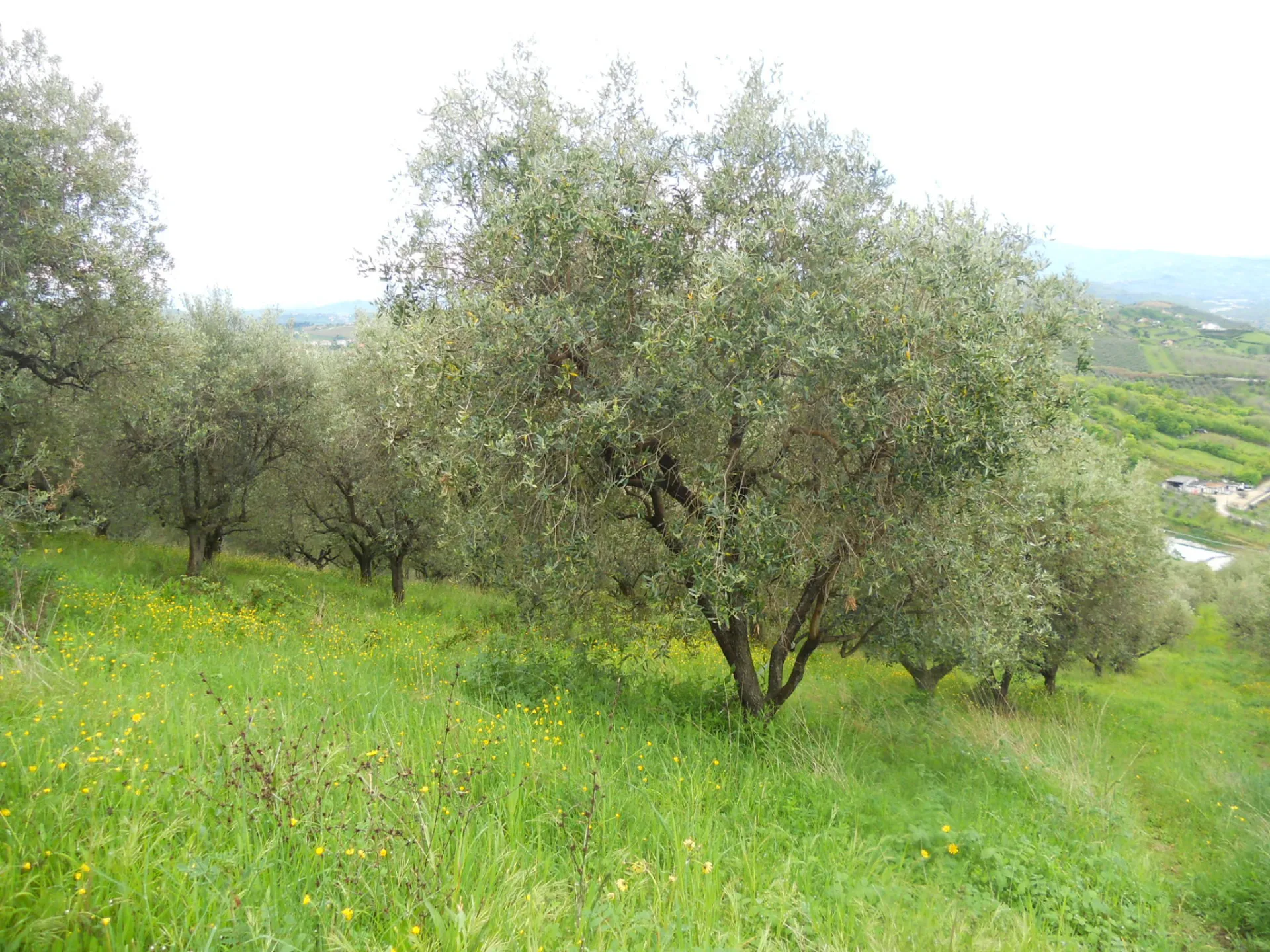 Immagine per Terreno edificabile in vendita a Colonnella via Dei Calanchi