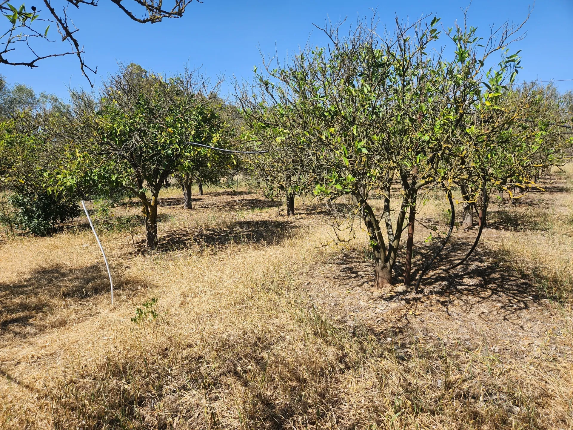 Immagine per Frutteto in vendita a San Sperate via Cimitero