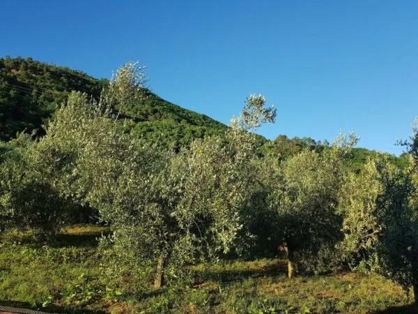 Rustico via Di Matraia, Capannori
