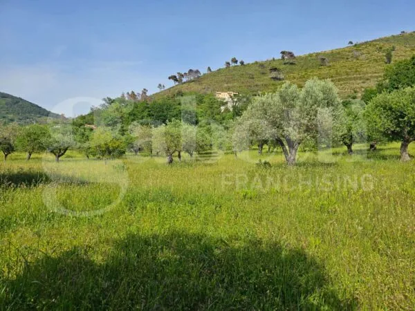 Terreno Agricolo Praia A Mare