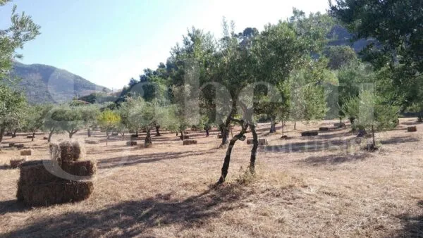 Terreno Agricolo Praia A Mare
