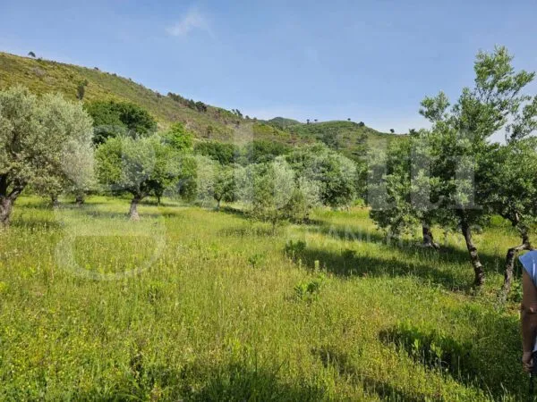 Terreno Agricolo Praia A Mare