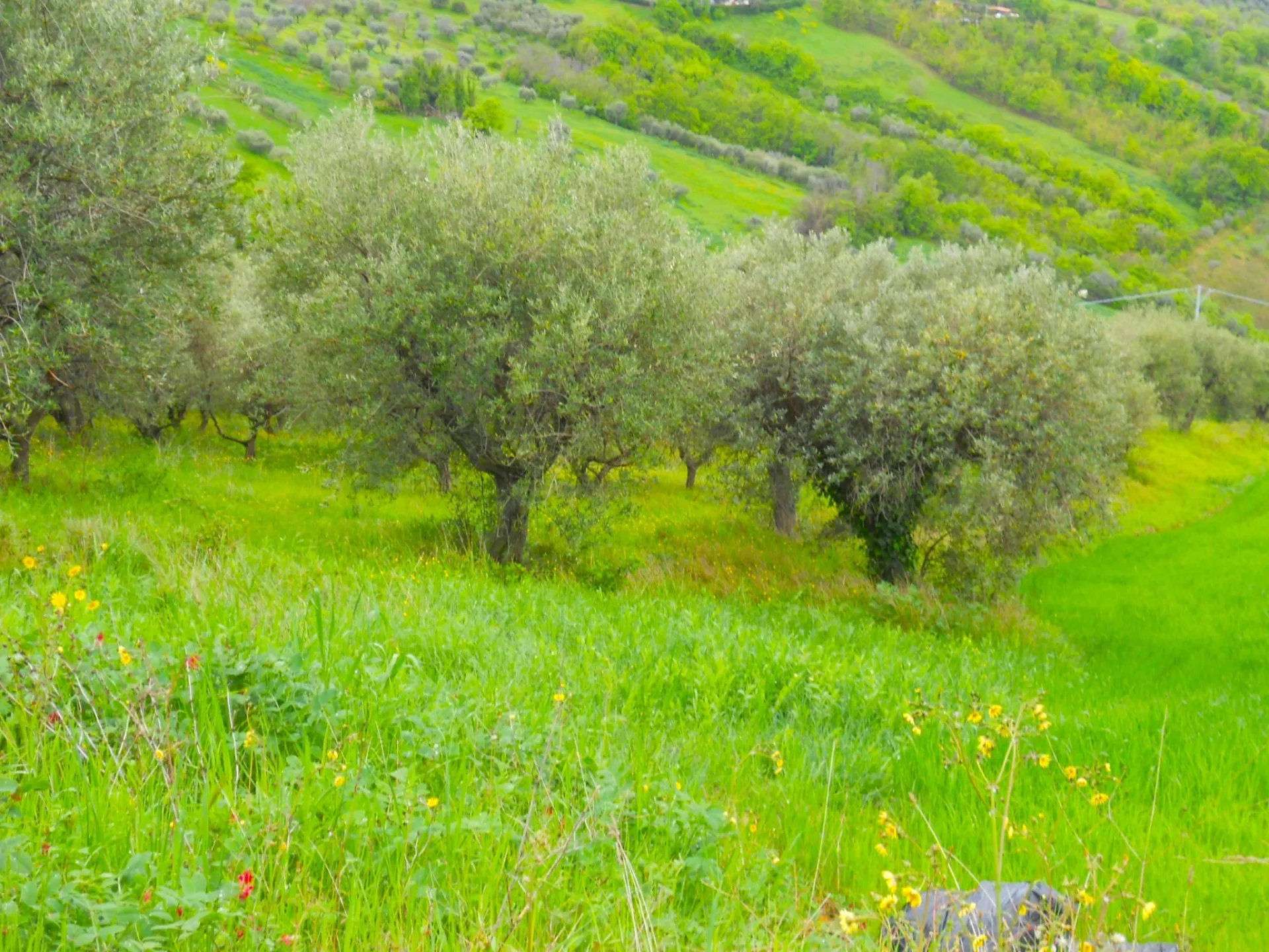 Immagine per Terreno edificabile in vendita a Colonnella via Dei Calanchi
