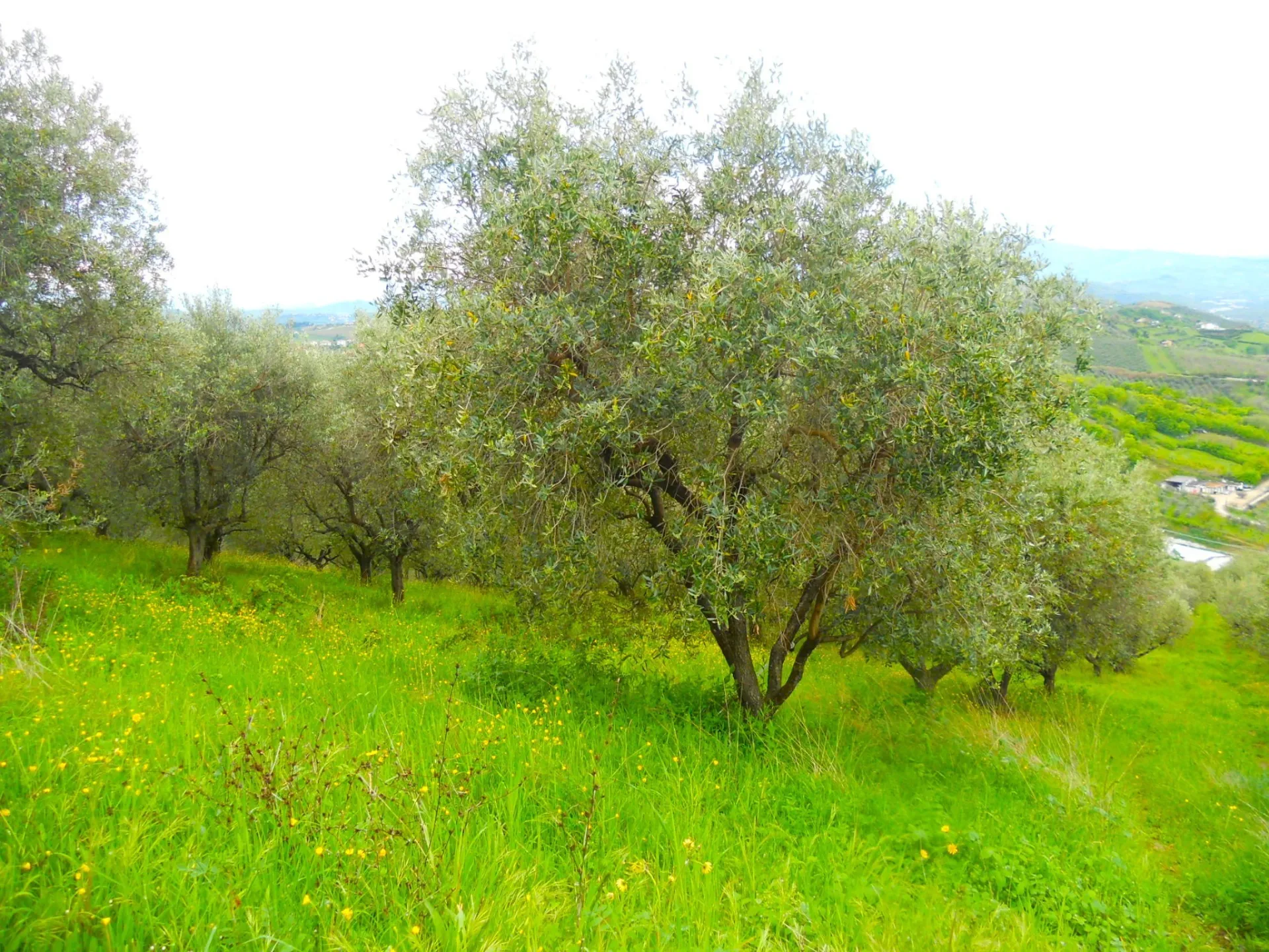 Immagine per Terreno edificabile in vendita a Colonnella via Dei Calanchi