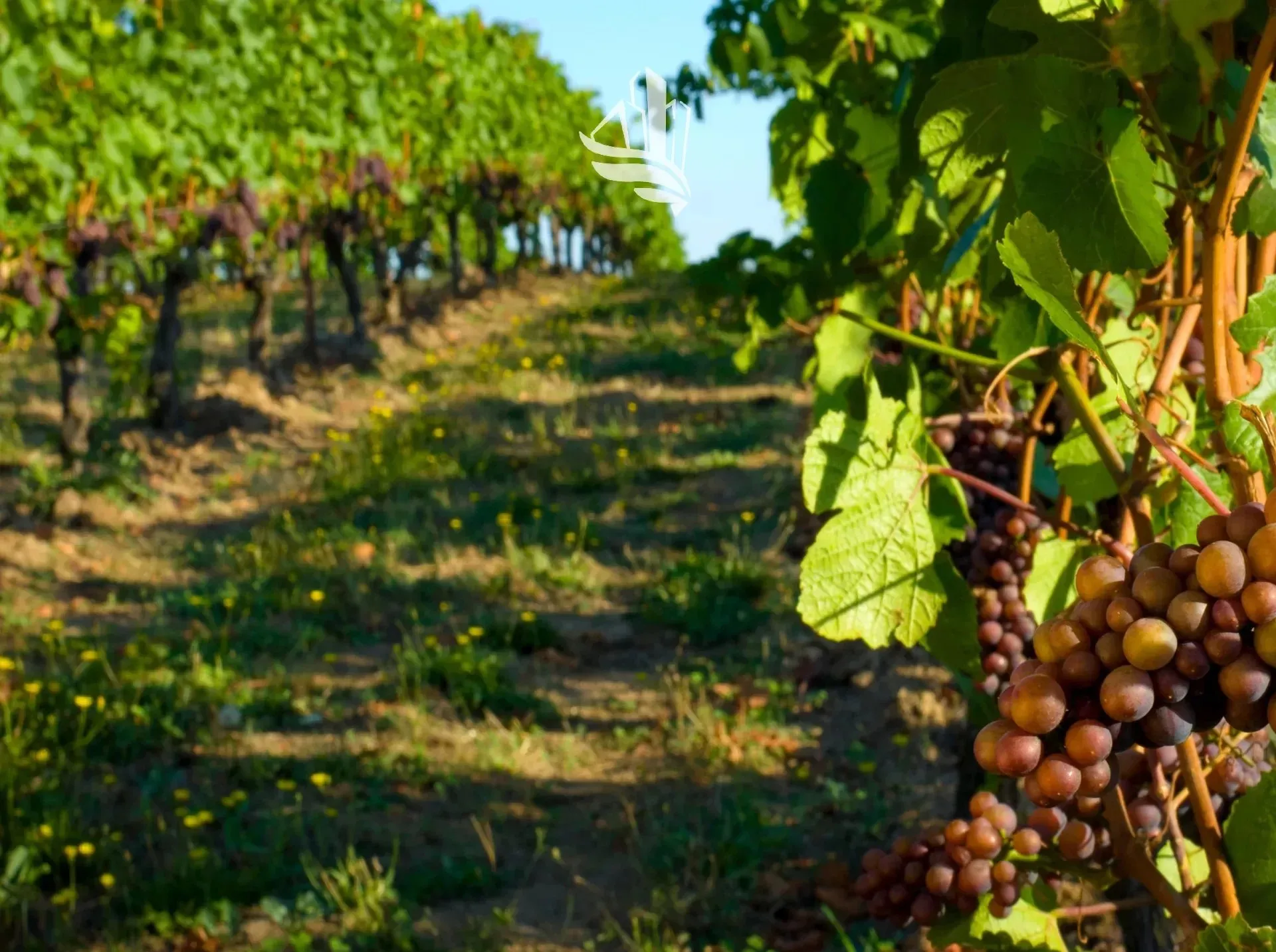 Immagine per Terreno agricolo in vendita a Bolzano via Sarentino