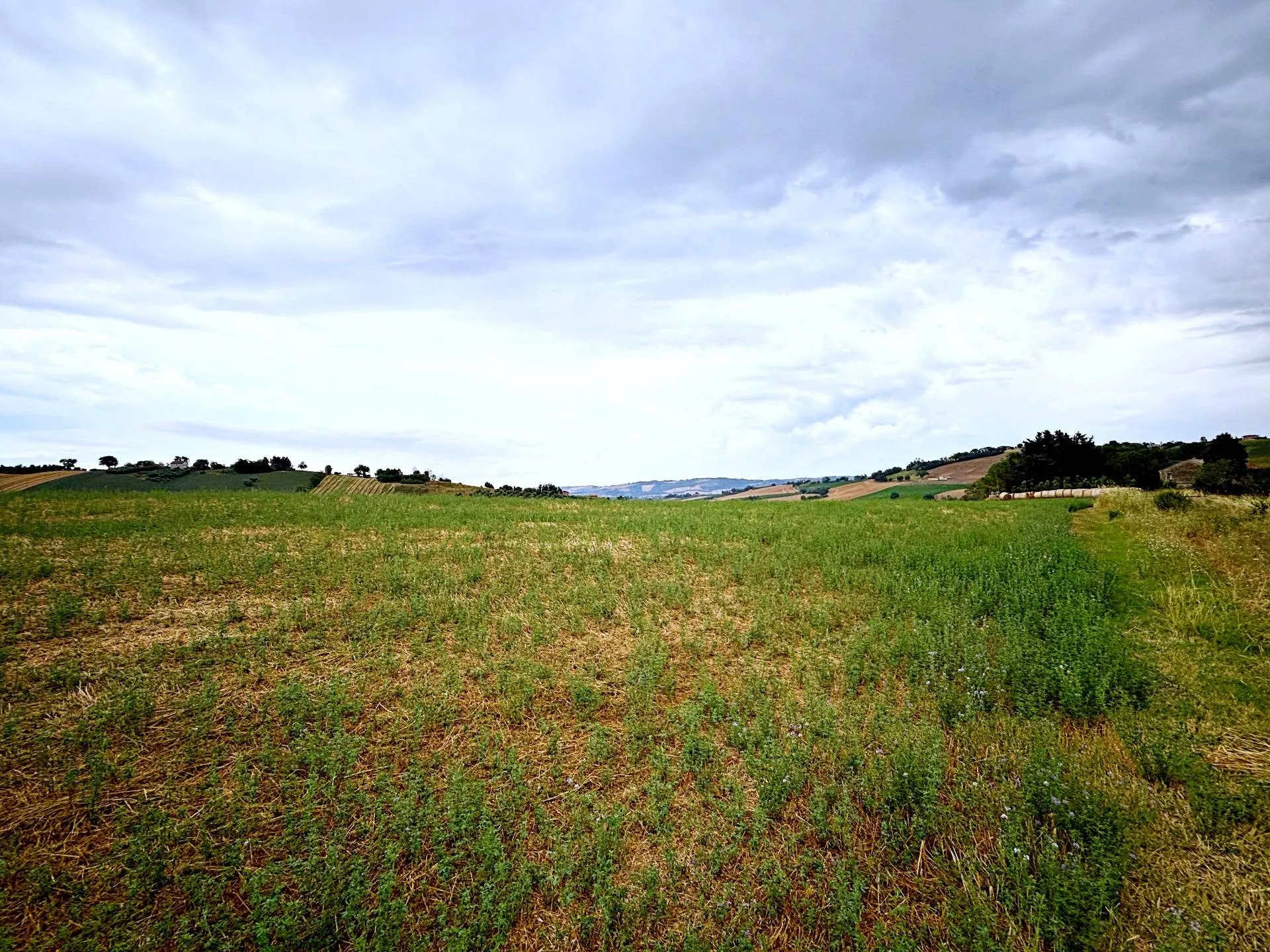 Immagine per Terreno Agricolo in vendita a Recanati contrada montefiore