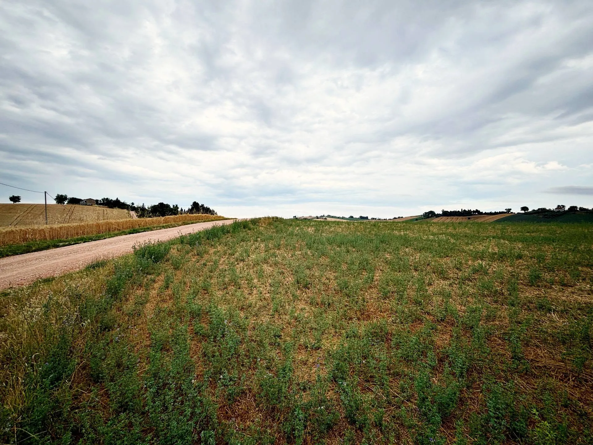 Immagine per Terreno Agricolo in vendita a Recanati contrada montefiore