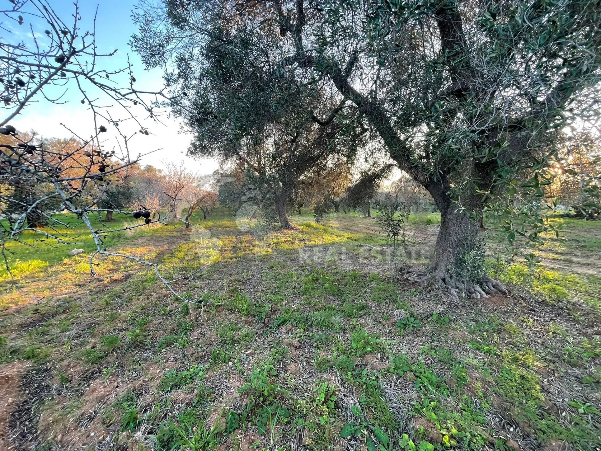Immagine per Agricolo in vendita a Carovigno via Contrada San Nicola 21