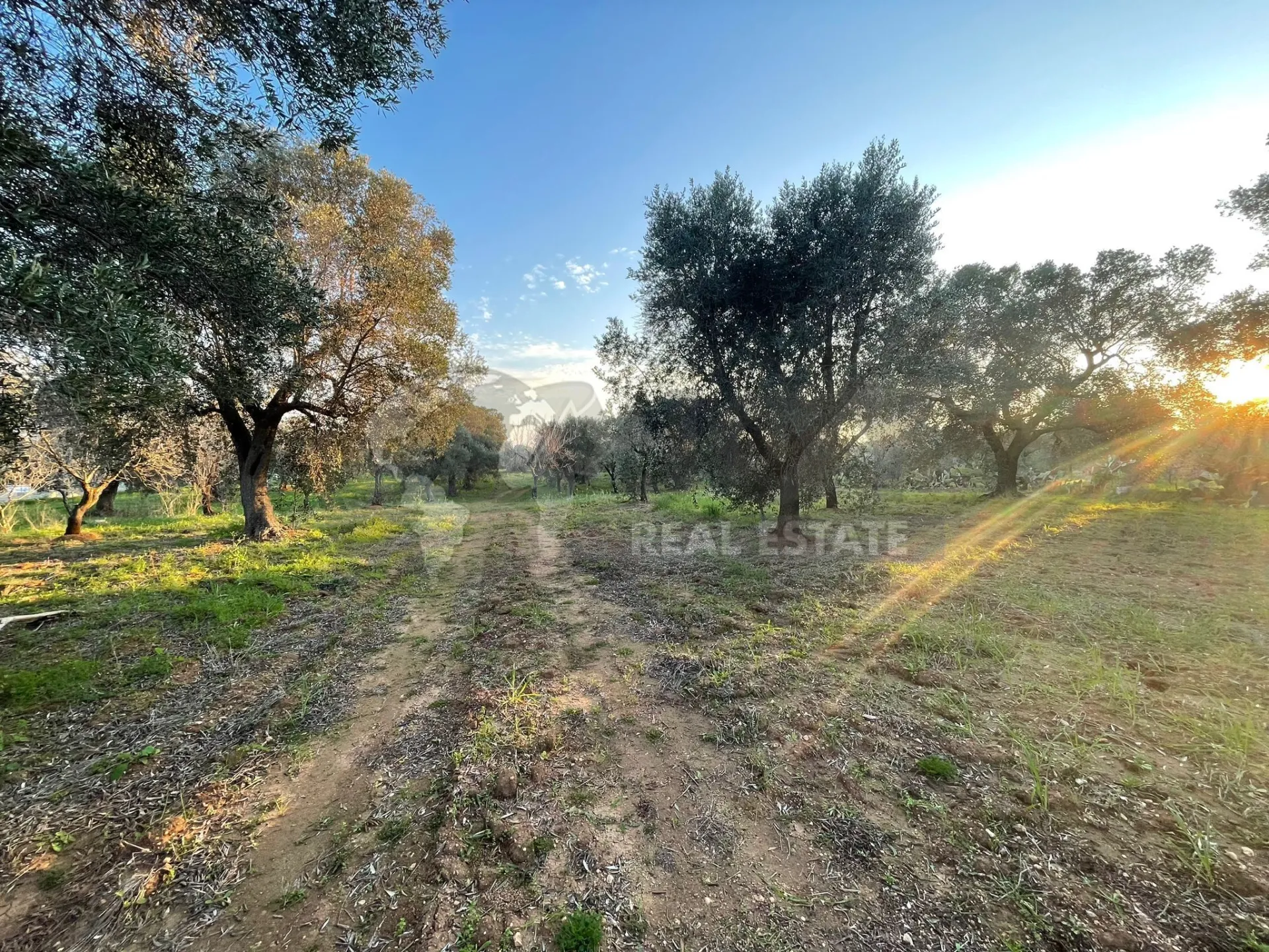 Immagine per Agricolo in vendita a Carovigno via Contrada San Nicola 21