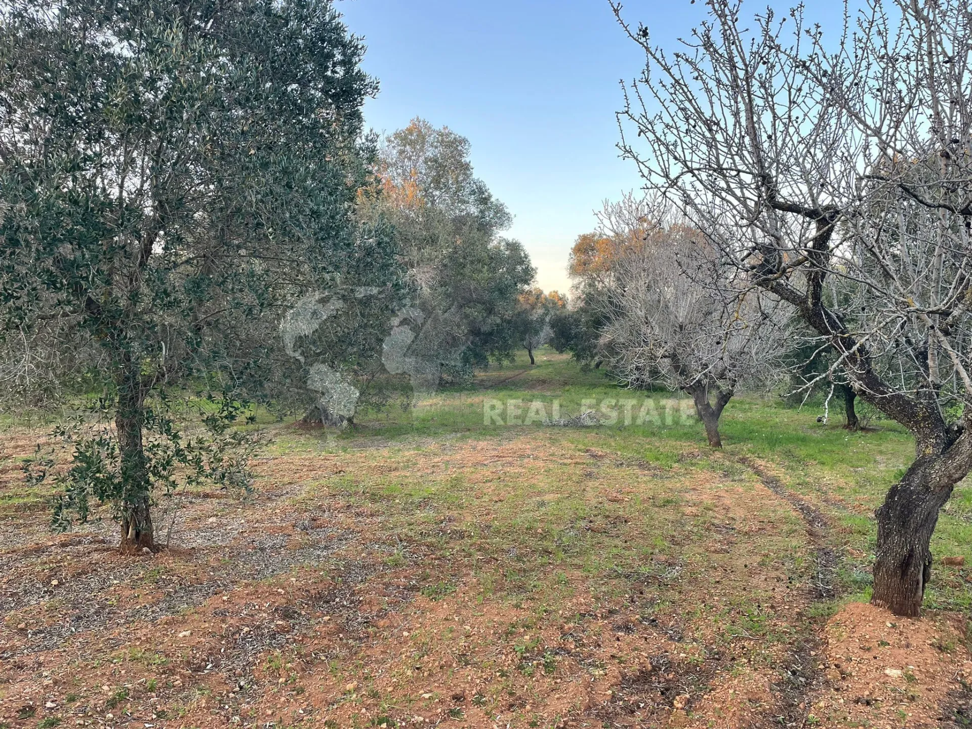 Immagine per Agricolo in vendita a Carovigno via Contrada San Nicola 21