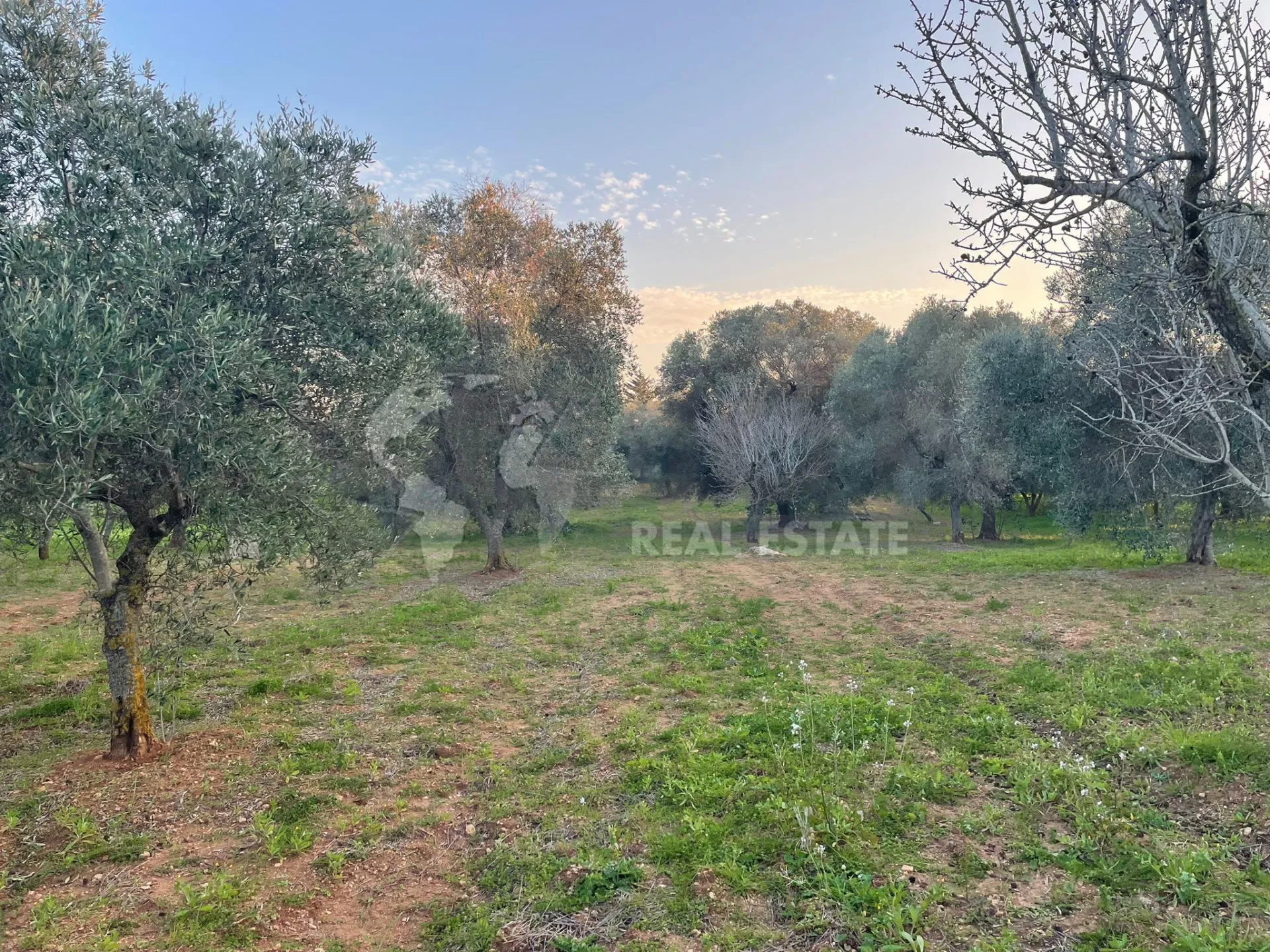 Immagine per Agricolo in vendita a Carovigno via Contrada San Nicola 21