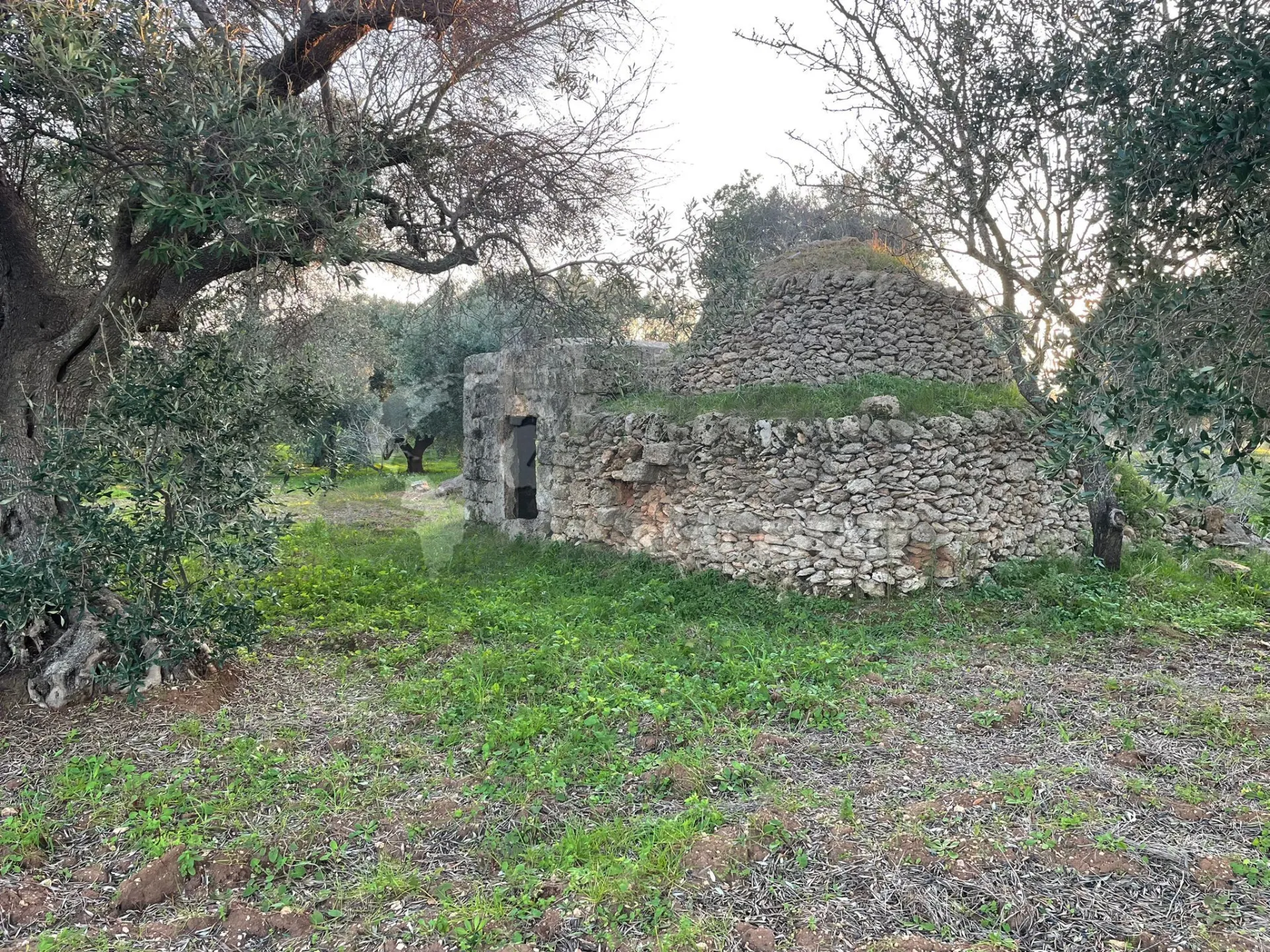 Immagine per Agricolo in vendita a Carovigno via Contrada San Nicola 21