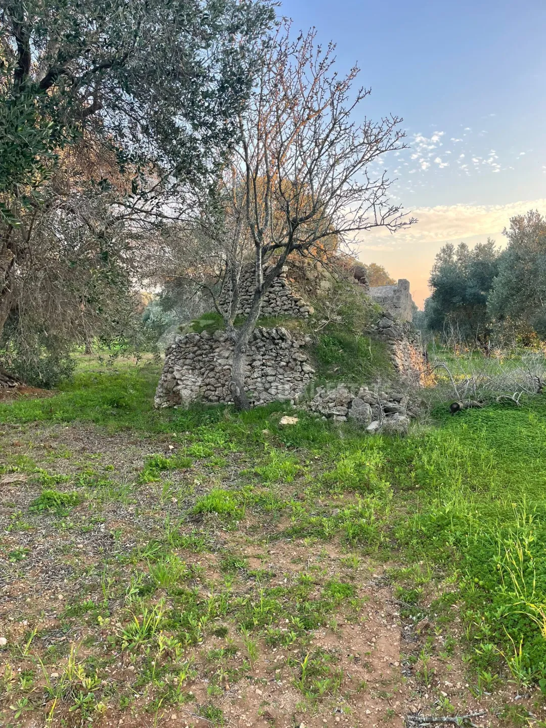 Immagine per Agricolo in vendita a Carovigno via Contrada San Nicola 21