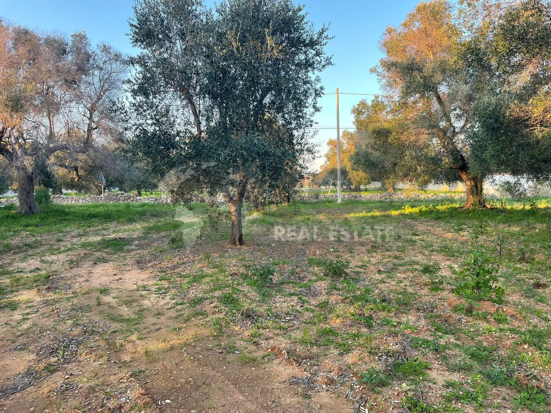 Immagine per Agricolo in vendita a Carovigno via Contrada San Nicola 21