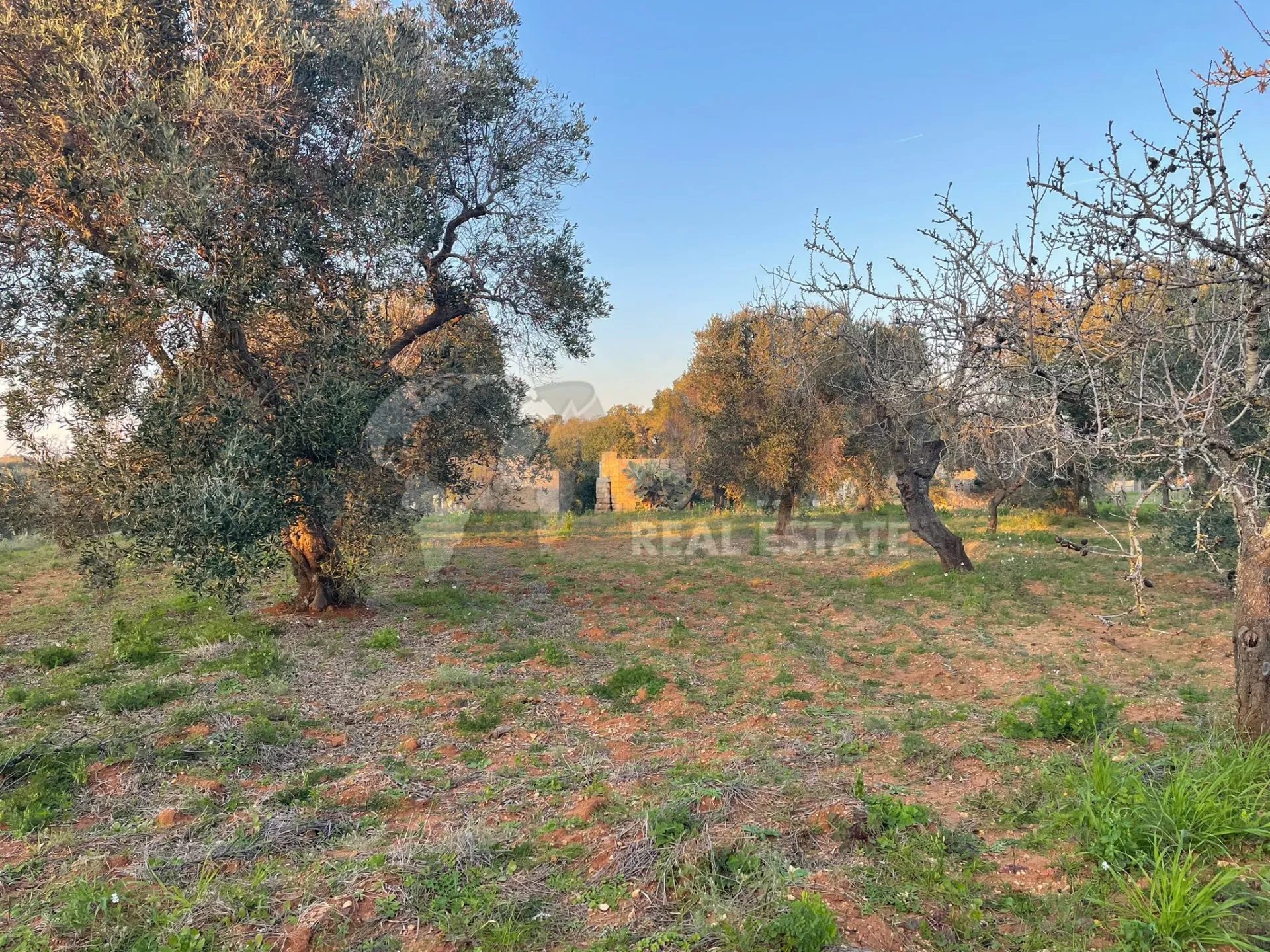 Immagine per Agricolo in vendita a Carovigno via Contrada San Nicola 21