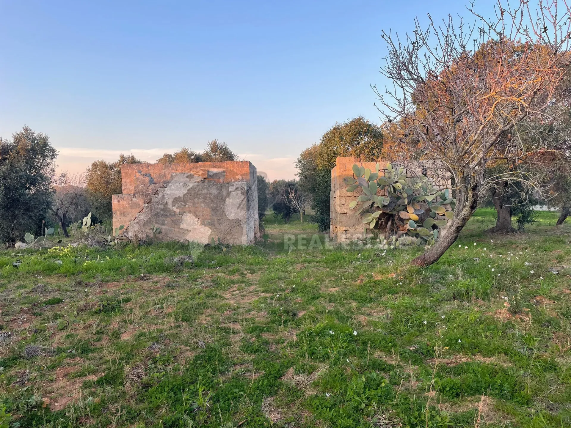 Immagine per Agricolo in vendita a Carovigno via Contrada San Nicola 21