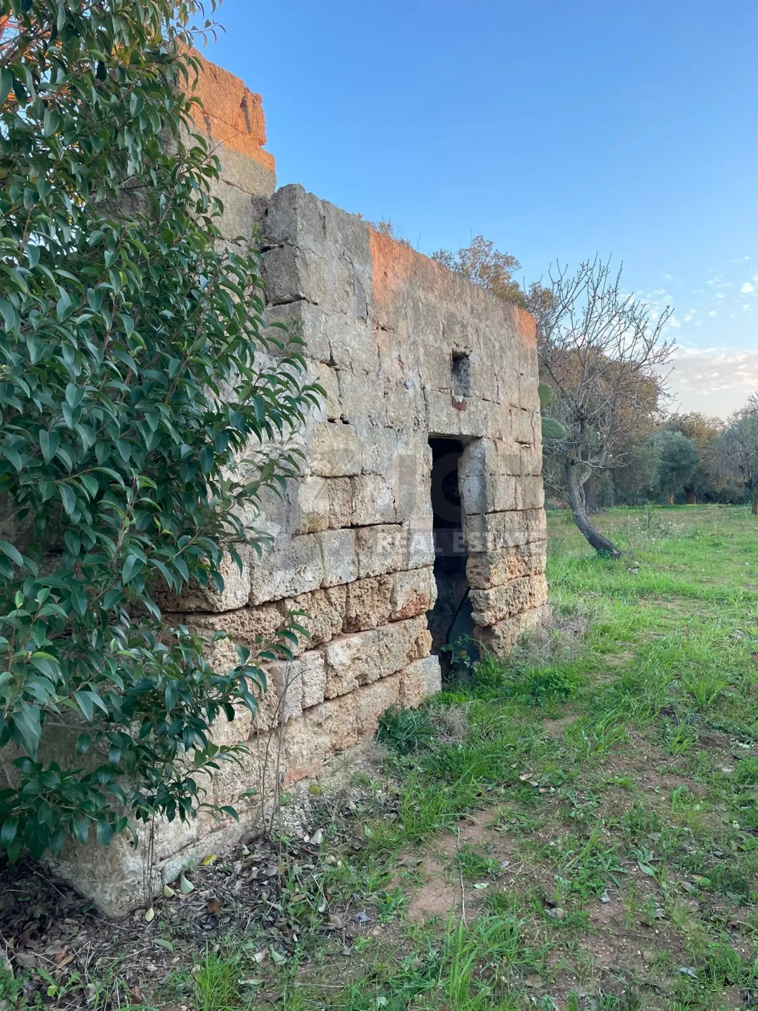 Immagine per Agricolo in vendita a Carovigno via Contrada San Nicola 21