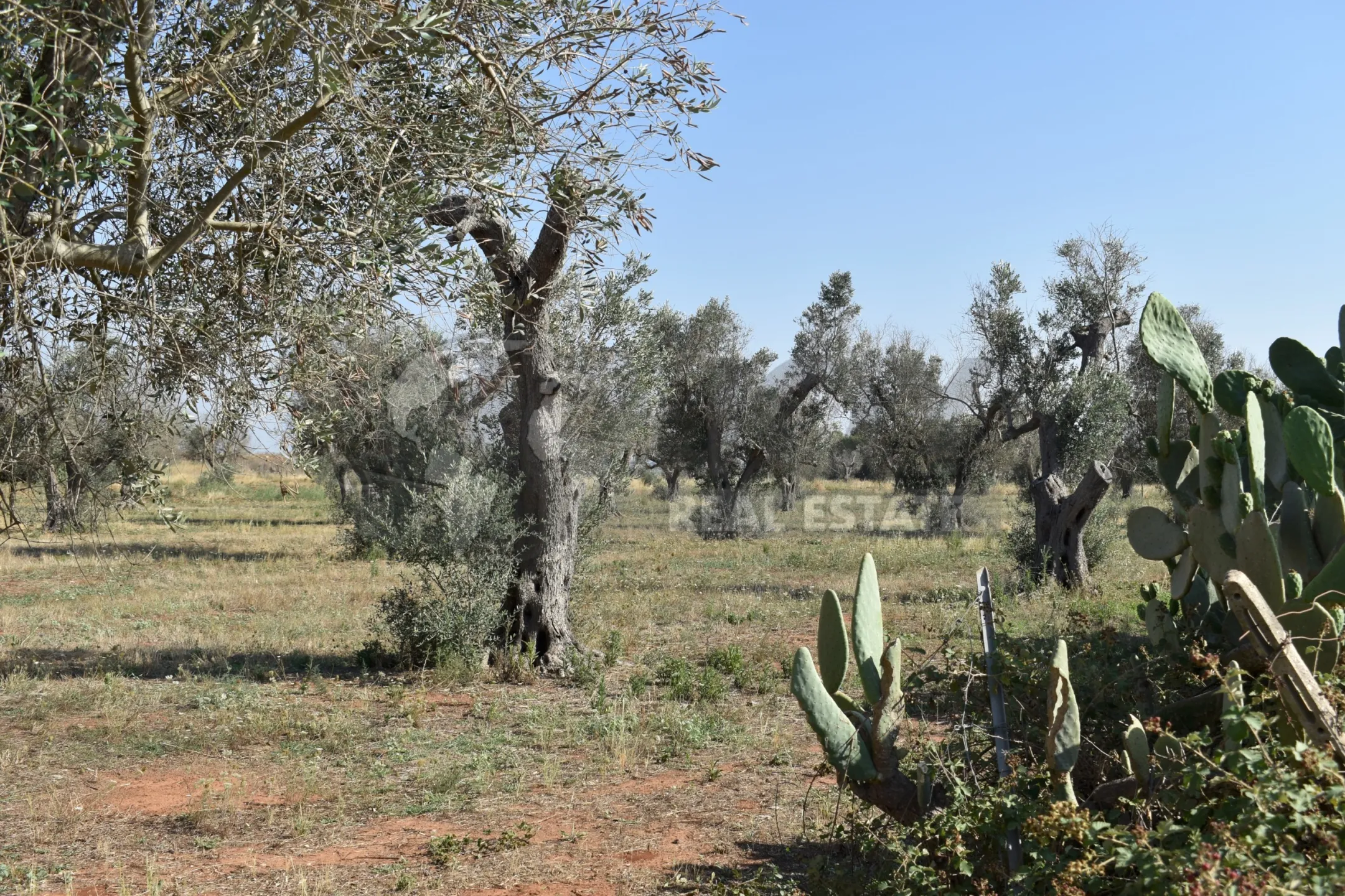 Immagine per Villa trifamiliare in vendita a Copertino via Bernardino Desa 14