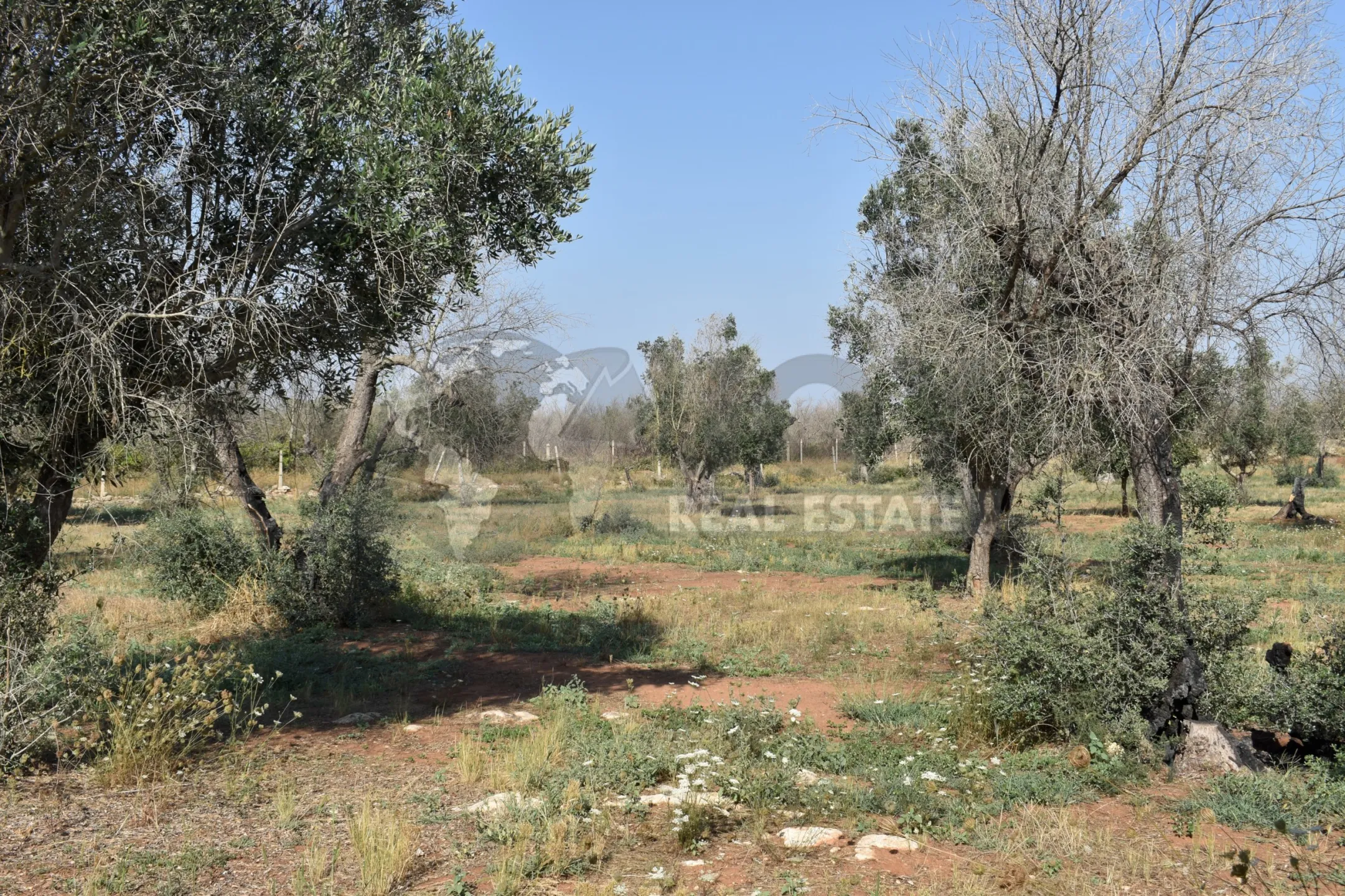Immagine per Villa trifamiliare in vendita a Copertino via Bernardino Desa 14