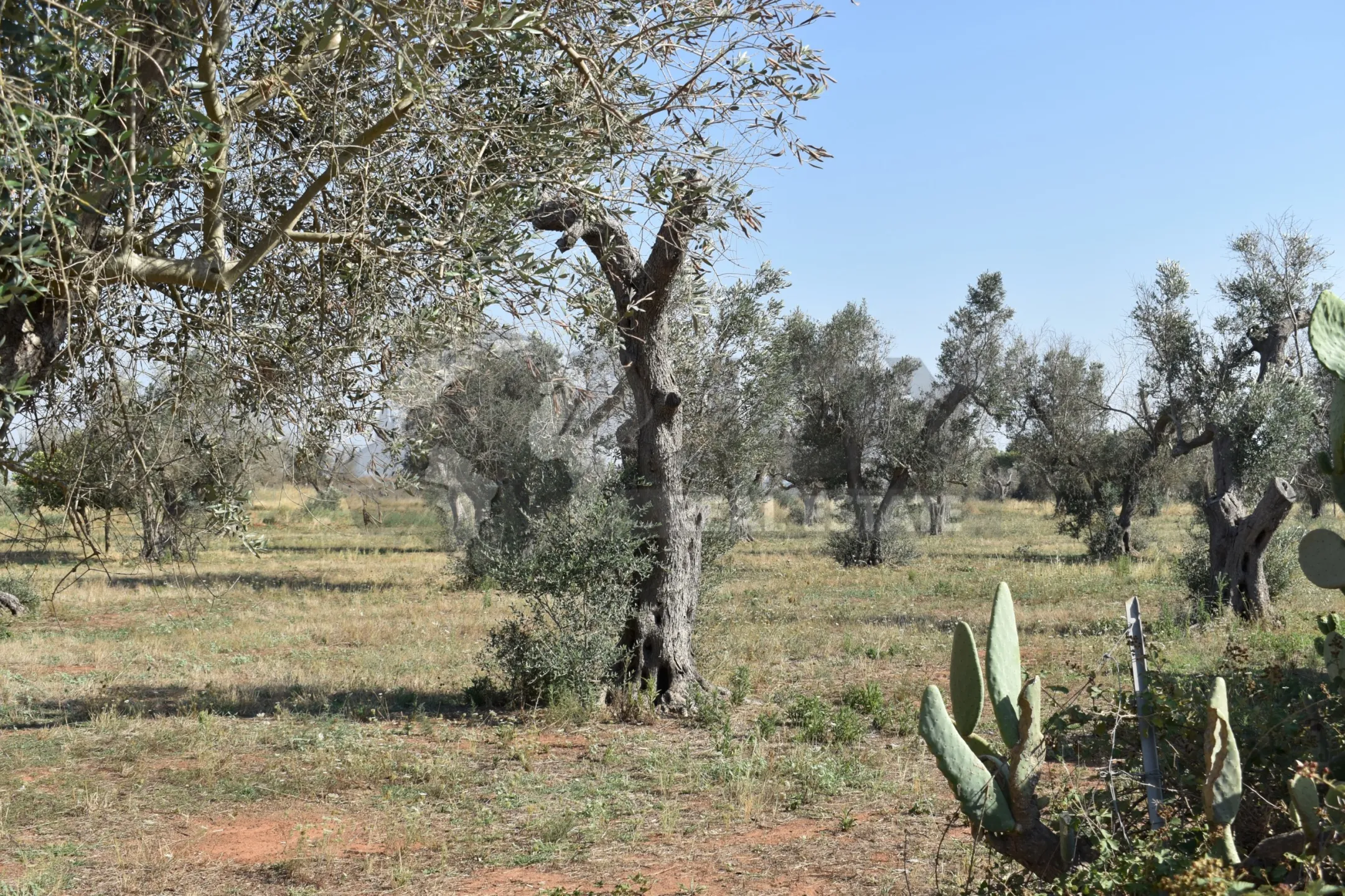 Immagine per Villa trifamiliare in vendita a Copertino via Bernardino Desa 14