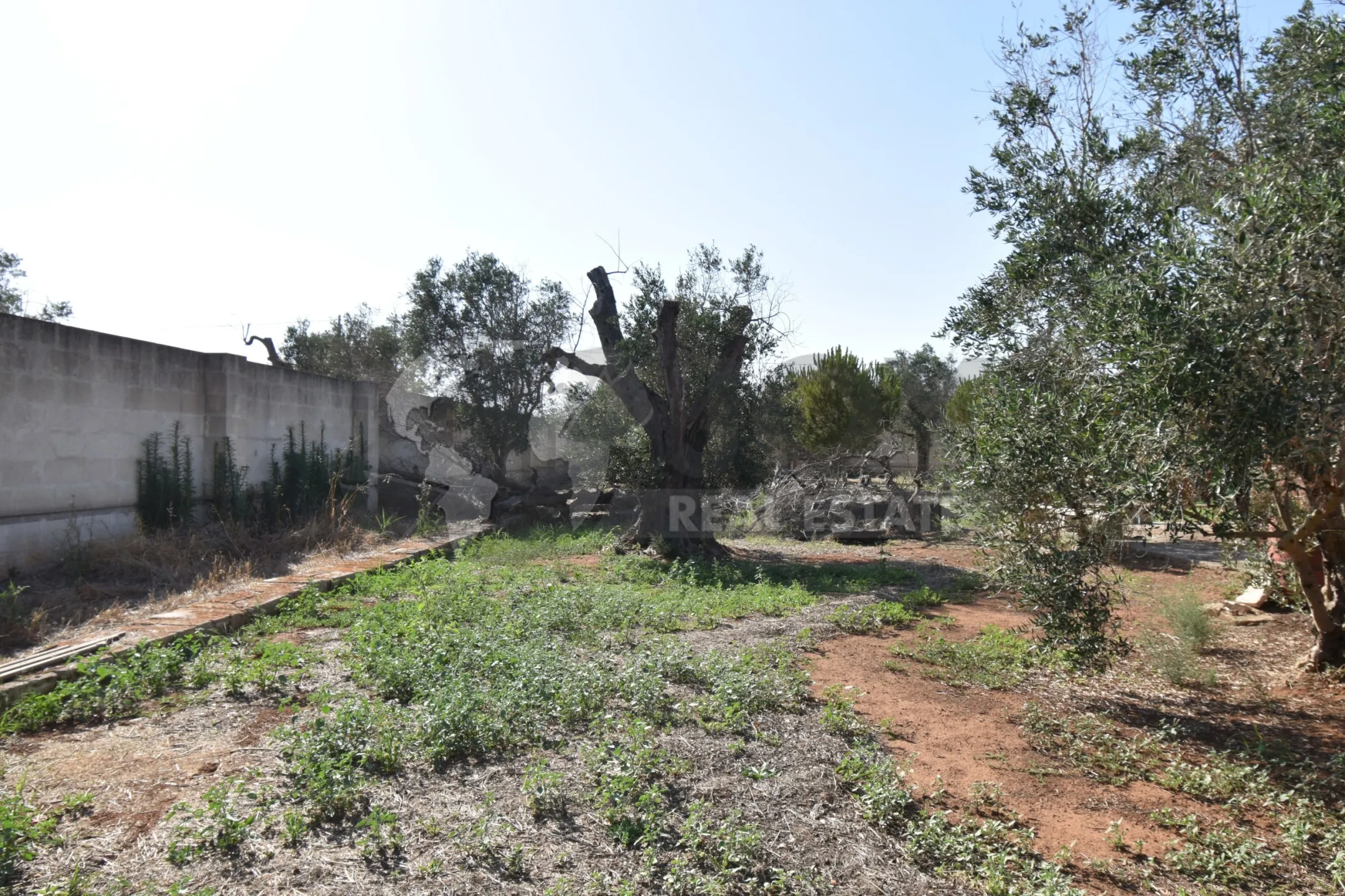 Immagine per Villa trifamiliare in vendita a Copertino via Bernardino Desa 14