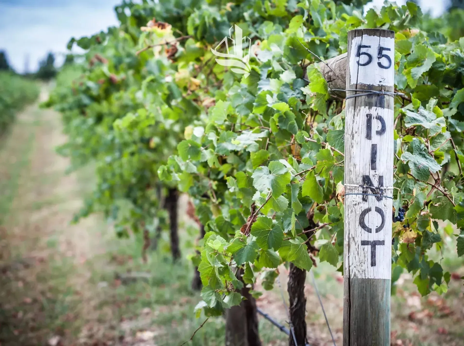 Immagine per Terreno agricolo in vendita a Caldaro sulla strada del vino